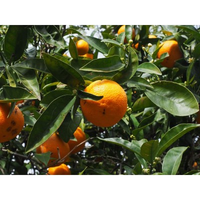 Гидролат Апельсина китайского листья, 100 мл (стекло) Бархатный лес